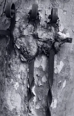 $treebars 091613.webp