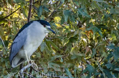 $Black-Crowned Night-Heron.webp