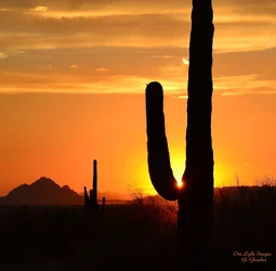 $Saguaro silhourtte.webp