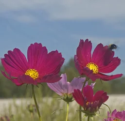 $flyingbee.webp