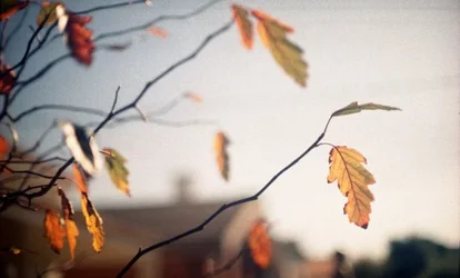 $3 - When Will i fall - Canon AV1 + Canon 50mm F1.4 + Kodak UltraMax 40.4 + Kodak UltraMax 40.webp $3 - When Will i fall - Canon AV1 + Canon 50mm F1.4 + Kodak UltraMax 40.4 + Kodak UltraMax 40.webp