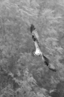 $Osprey B&W.webp $Osprey B&W.webp