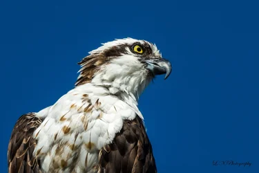 $Osprey-1 resized.webp