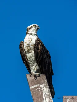 $Osprey-2 resized.webp