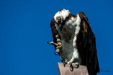 $Osprey-3 resized.webp
