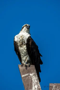 $Osprey-4 resized.webp