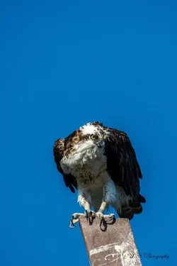 $Osprey-5 resized.webp