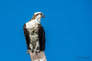 $Osprey-6 resized.webp