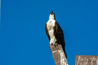 $Osprey-7 resized.webp