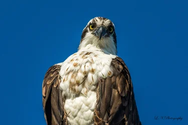 $Osprey-8 resized.webp