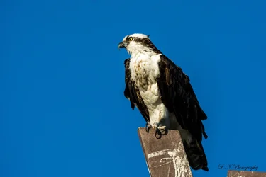 $Osprey-9 resized.webp