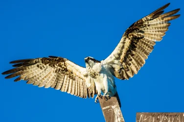$Osprey-10 resized.webp