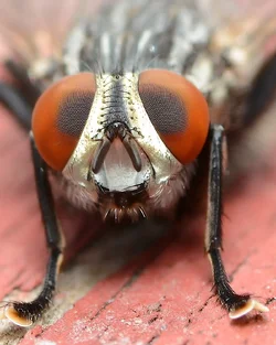 $Fleshfly (family Sarcophagidae) 2 8450.webp $Fleshfly (family Sarcophagidae) 2 8450.webp