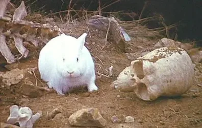 $MontyPythonRabbit1.webp
