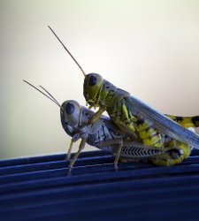 $ah_grasshopper_by_samspade1941-d6npdxa.jpg