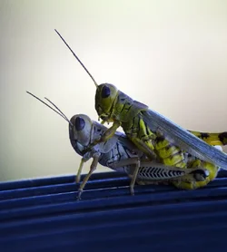 $ah_grasshopper_by_samspade1941-d6npdxa.webp