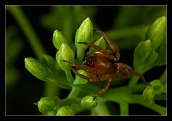 $Tiny-Spider-e.webp $Tiny-Spider-e.webp