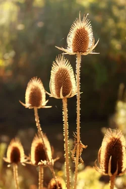 $00IMG_0635 1000p.webp