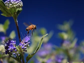 $00IMG_0671 1000p.webp