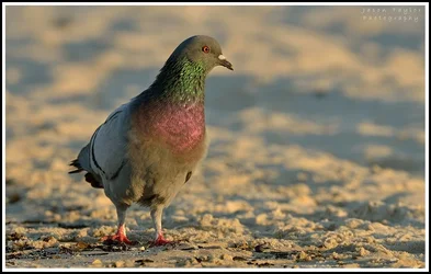 $rock dove.webp
