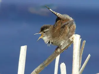 $CuteWren.webp