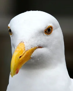 $seagull-1024.webp $seagull-1024.webp