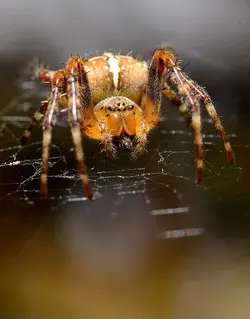 $100-spidey.webp