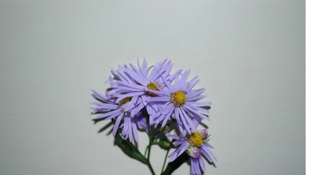 $Flower.webp $Flower.webp