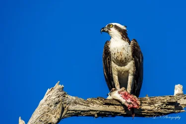 $Osprey-19 resized.webp $Osprey-19 resized.webp