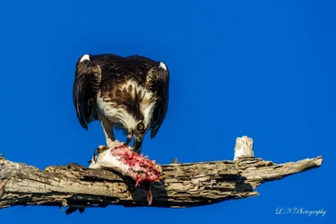 $Osprey-17 resized.webp $Osprey-17 resized.webp