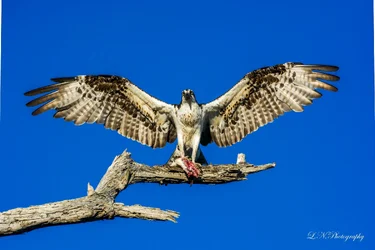 $Osprey-21 resized.webp $Osprey-21 resized.webp