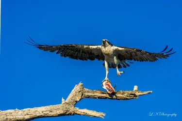 $Osprey-23 resized.webp $Osprey-23 resized.webp