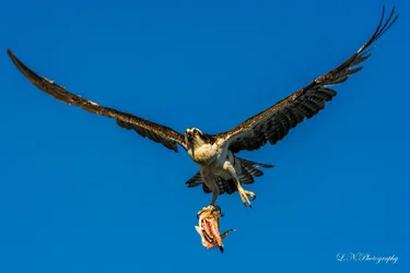 $Osprey-24 resized.webp $Osprey-24 resized.webp