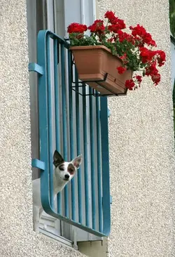 $French dog with flowers.webp $French dog with flowers.webp