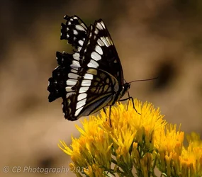 $B&Wbutterflycrop.webp
