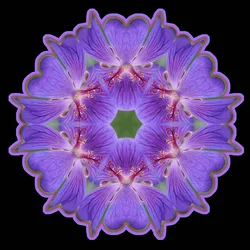 $1Papillon Bleu.webp