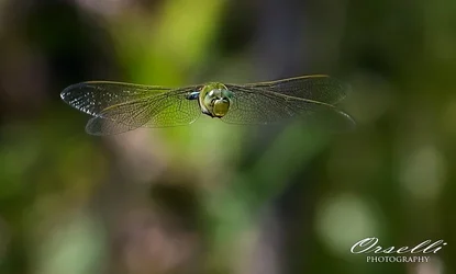 $matthewo-dragonfly.webp $matthewo-dragonfly.webp