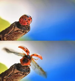 $LadyBug-Takeoff.webp