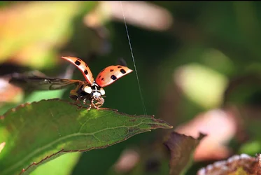 $LadyBug-Takeoff3.webp
