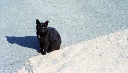 $Black cat no line.webp