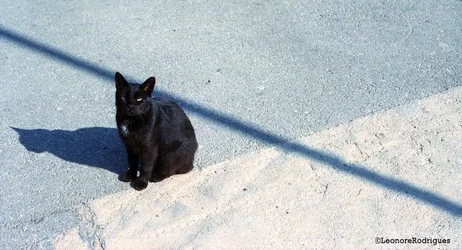 $Sipan kitty.webp