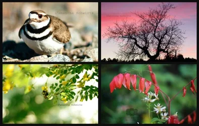 $Ribbet collage.webp $Ribbet collage.webp