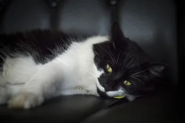$simpkin2.webp $simpkin2.webp