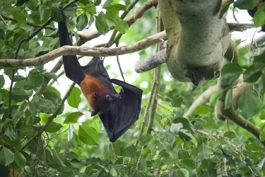 $fruit bat.webp $fruit bat.webp