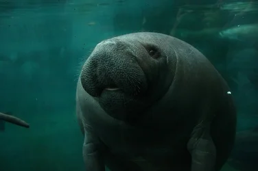 $sea cow.webp $sea cow.webp