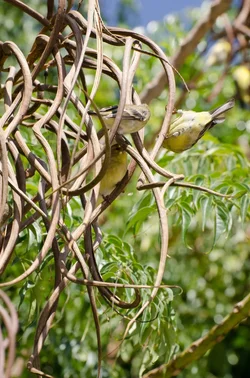 $Little Birds.webp