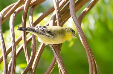 $little bird.0.webp