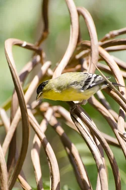$little bird.1.webp