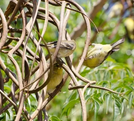 $Little%20Birds.webp
