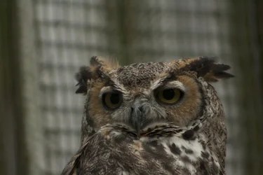 $Owl.webp $Owl.webp